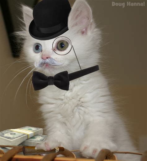 Fancy Kitty